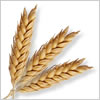 Barley news