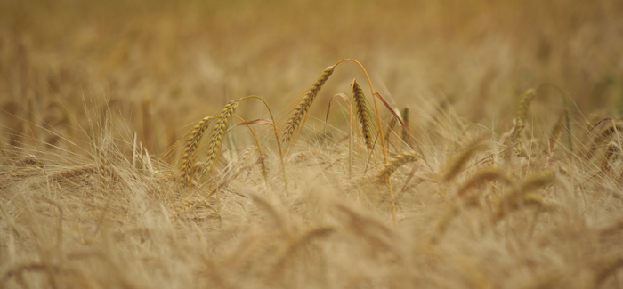 Barley_field700.jpg